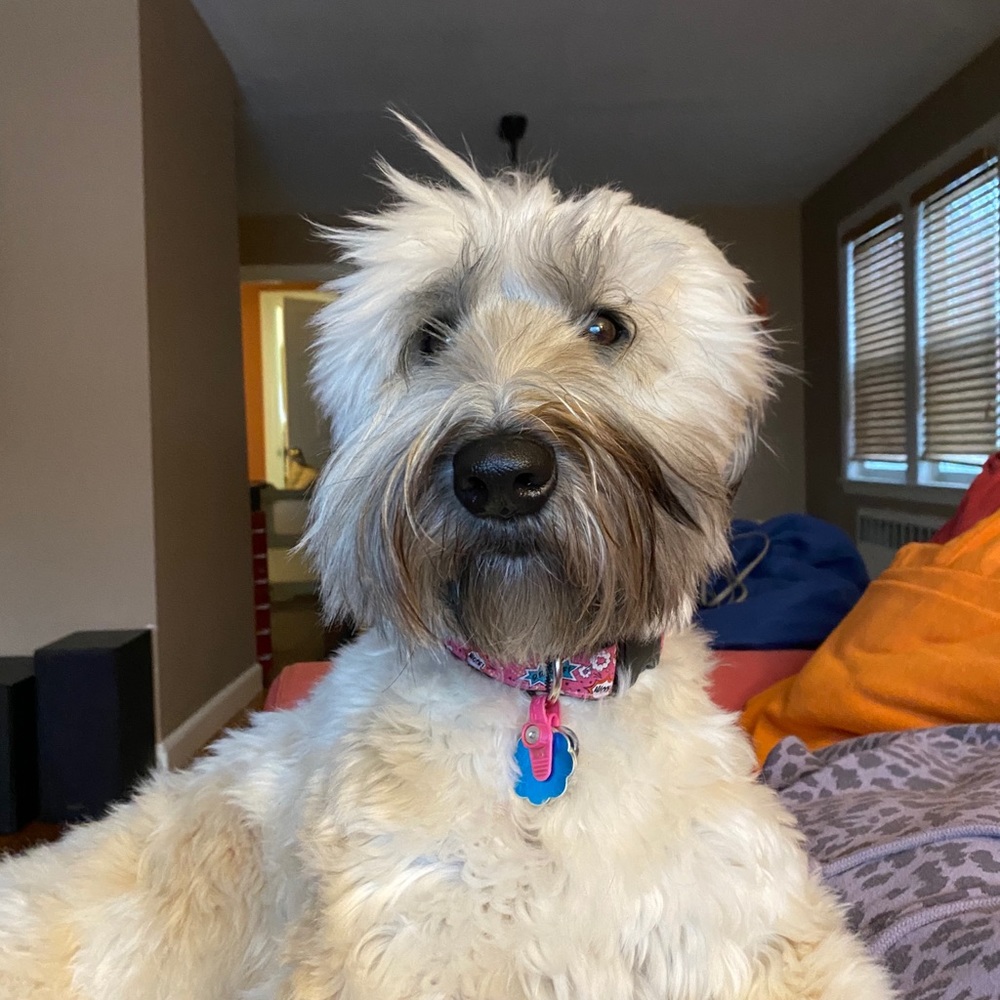 Meet your Posher, Dylan